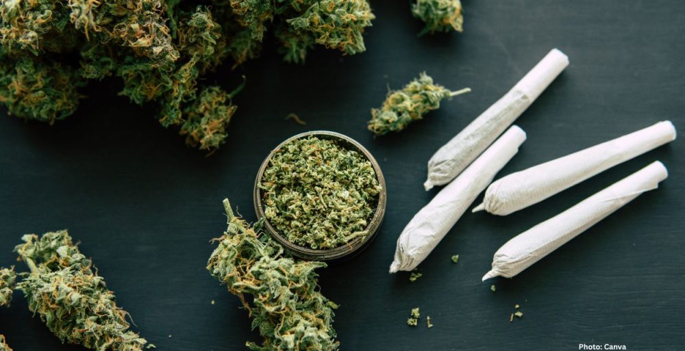 Feature and Cover Why Today’s Cannabis Is Dangerous for Developing Brains