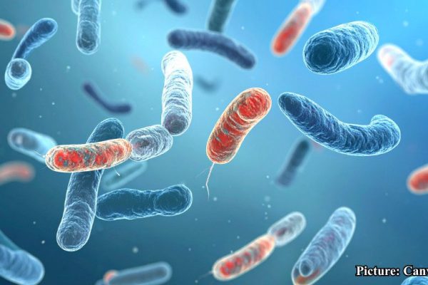 GNN A groundbreaking international study has uncovered a universal law of biology that dictates how every living organism—from microscopic bacteria to the largest mammals—responds to temperatur