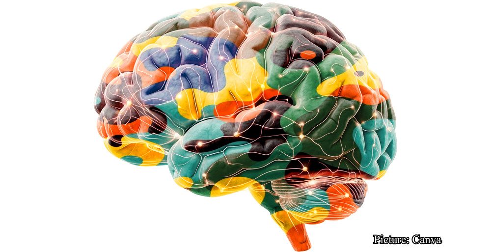 GNN The Pulse of Memory Direct Neural Evidence Links Exercise to Enhanced 'Brain Ripples'