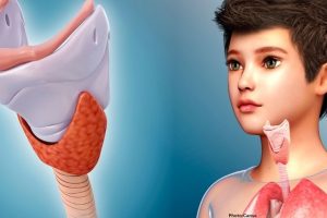 Photo Study Links Thymus Health to Longevity and Disease Risk