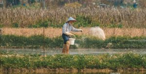 Photo Surge in Fertilizer Prices Linked to Ongoing Conflict in Iran Raises Food Security Concerns