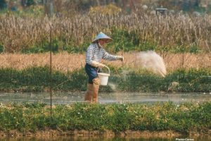 Photo Surge in Fertilizer Prices Linked to Ongoing Conflict in Iran Raises Food Security Concerns